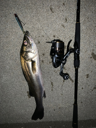 シーバスの釣果