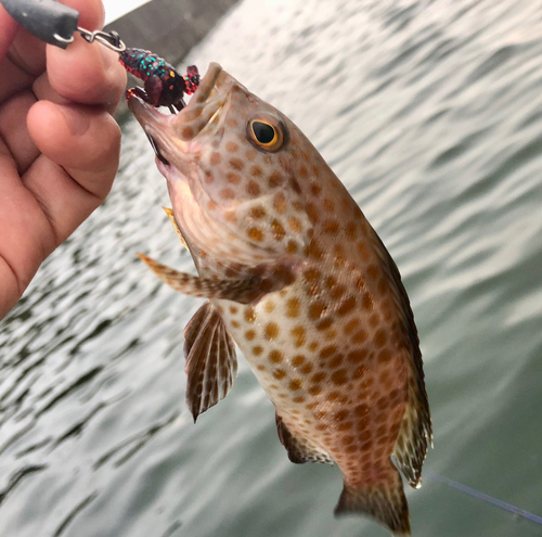 オオモンハタの釣果