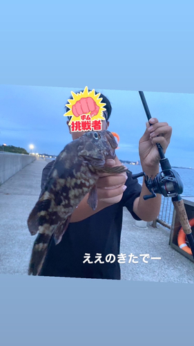 カサゴの釣果