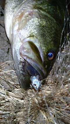 ラージマウスバスの釣果