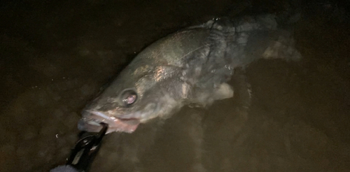 スズキの釣果