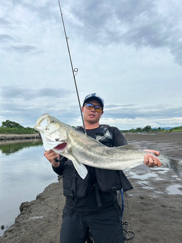 マルスズキの釣果