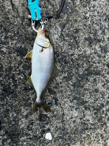 ネリゴの釣果