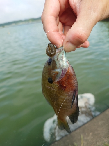 ブルーギルの釣果