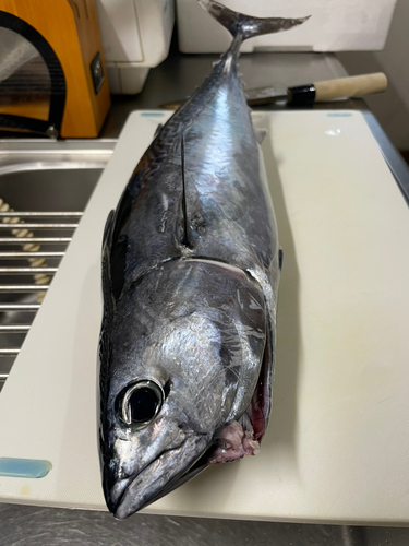 ヒラソウダの釣果