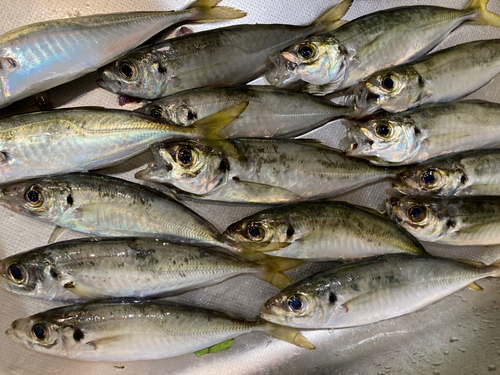 アジの釣果