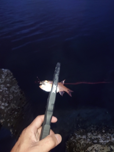 ネンブツダイの釣果