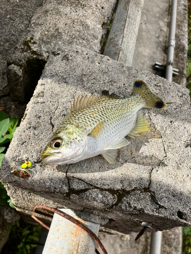 メッキの釣果