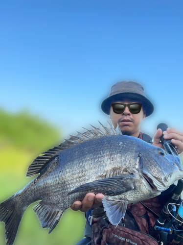 チヌの釣果