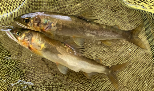 アユの釣果