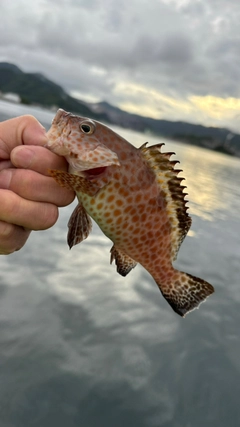 オオモンハタの釣果