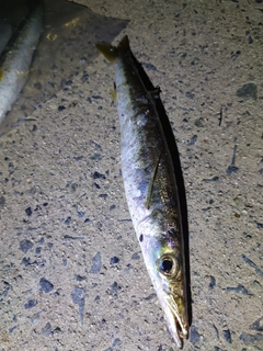 カマスの釣果