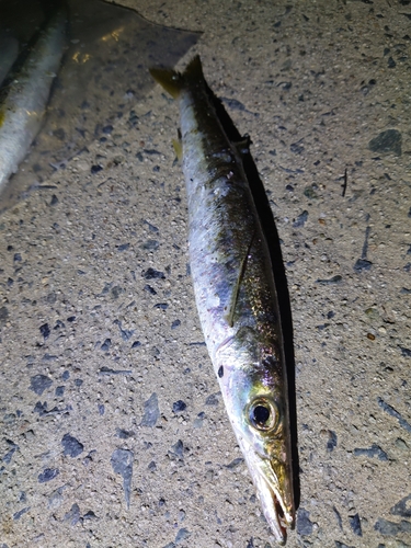 カマスの釣果