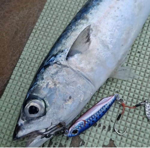 サバの釣果