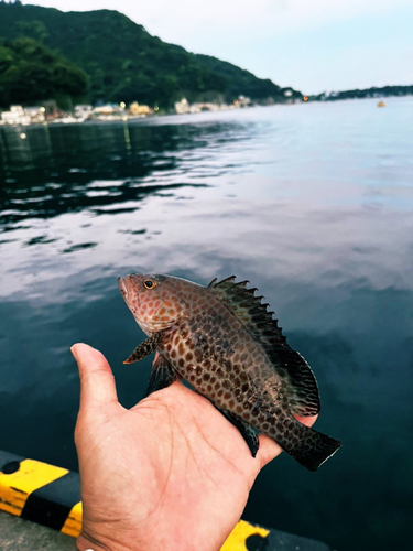 オオモンハタの釣果