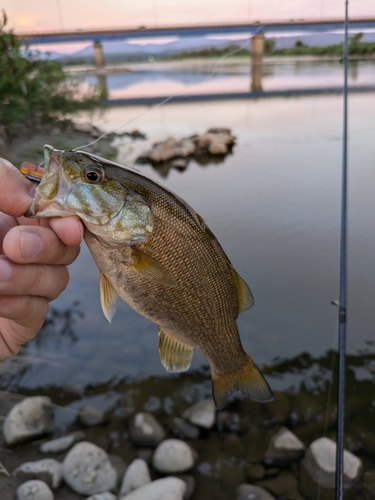 スモールマウスバスの釣果