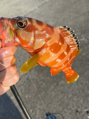 オオモンハタの釣果