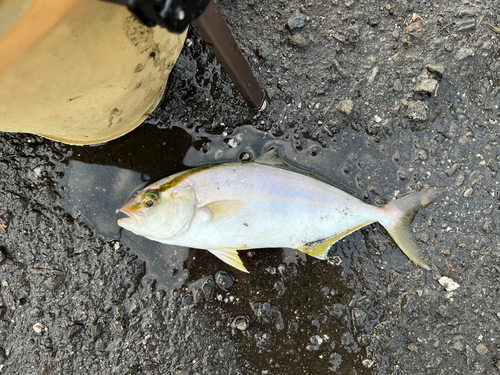 ショゴの釣果