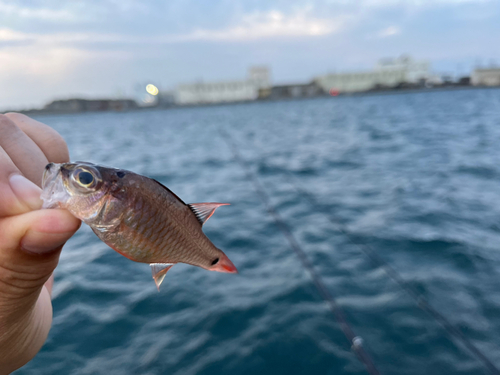 ネンブツダイの釣果