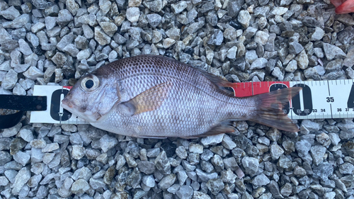 メイチダイの釣果