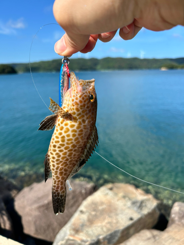 オオモンハタの釣果