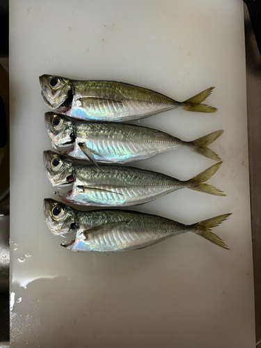 アジの釣果