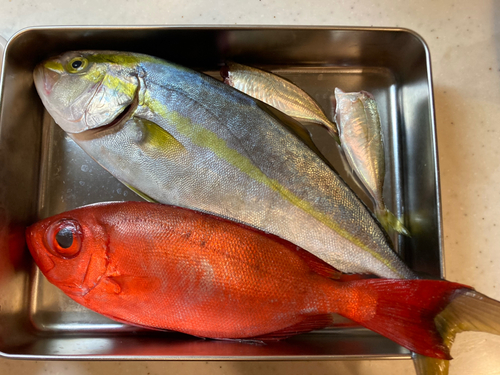 キントキダイの釣果