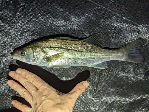 セイゴ（マルスズキ）の釣果