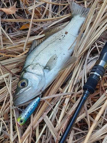 スズキの釣果