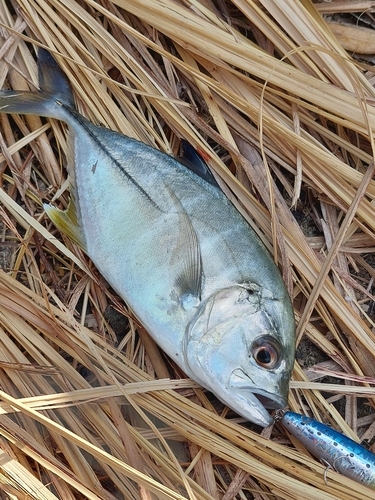 メッキの釣果