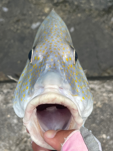 コロダイの釣果