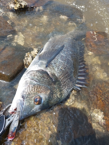 チヌの釣果