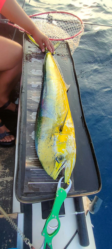 シイラの釣果