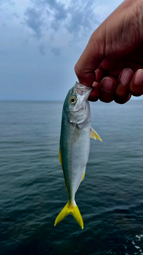 カマスの釣果