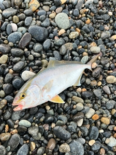 ショゴの釣果