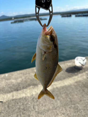 シオの釣果