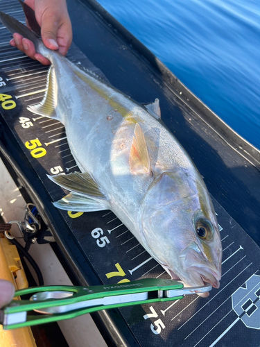 カンパチの釣果