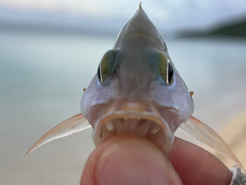 ヒメフエダイの釣果