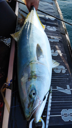 ワラサの釣果