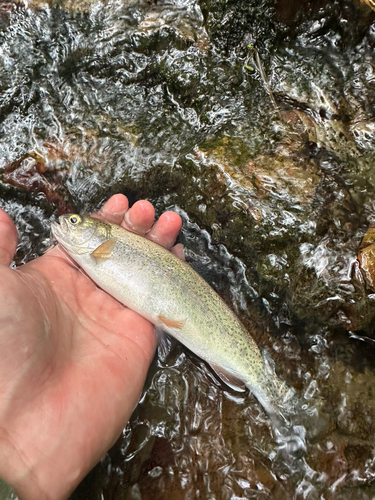 ニジマスの釣果