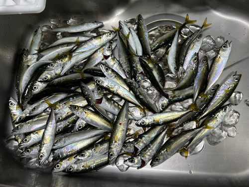 サバの釣果