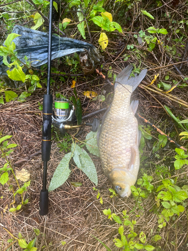 フナの釣果