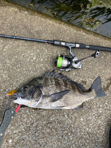 クロダイの釣果