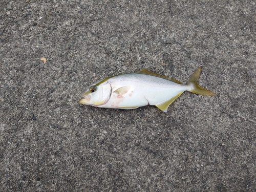 ショゴの釣果