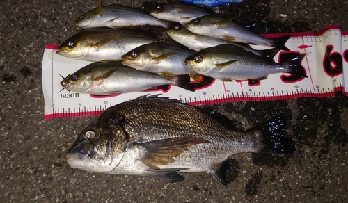 クロダイの釣果