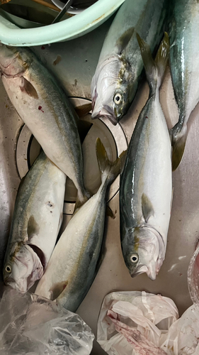 ツバスの釣果