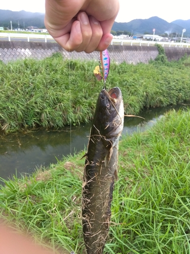 ナマズの釣果