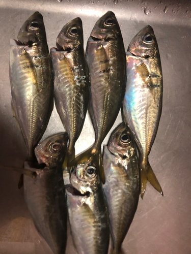 アジの釣果