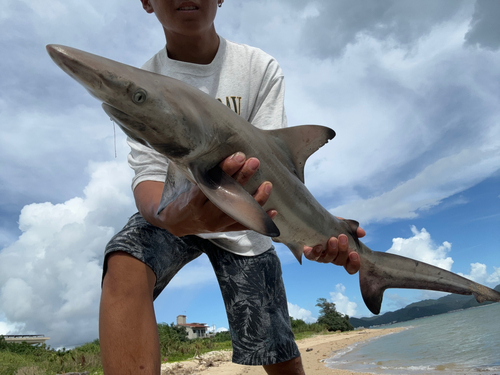 サメの釣果