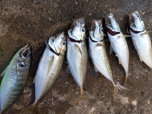 アジの釣果